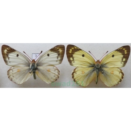 Colias hyale (Linnaeus, 1758) pair Szlaczkoń siarecznik Czech3